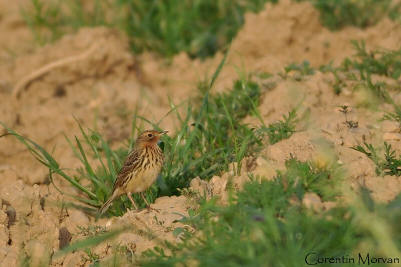 Pipit à gorge rousse