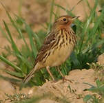 Pipit à gorge rousse