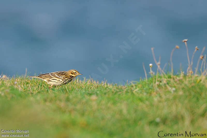 Pipit à gorge rousse1ère année, habitat, régime