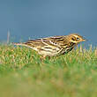 Pipit à gorge rousse