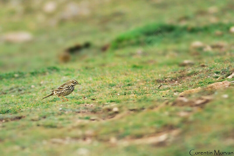 Pipit à gorge rousse