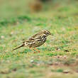 Pipit à gorge rousse