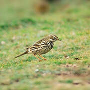 Red-throated Pipit