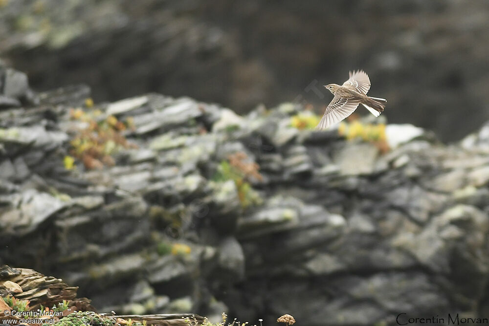 Blyth's Pipit