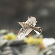 Blyth's Pipit