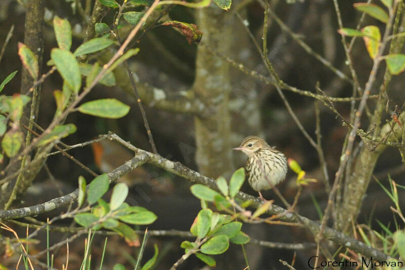 Pipit de la Petchora