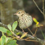 Pipit de la Petchora