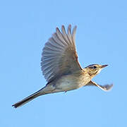 Richard's Pipit