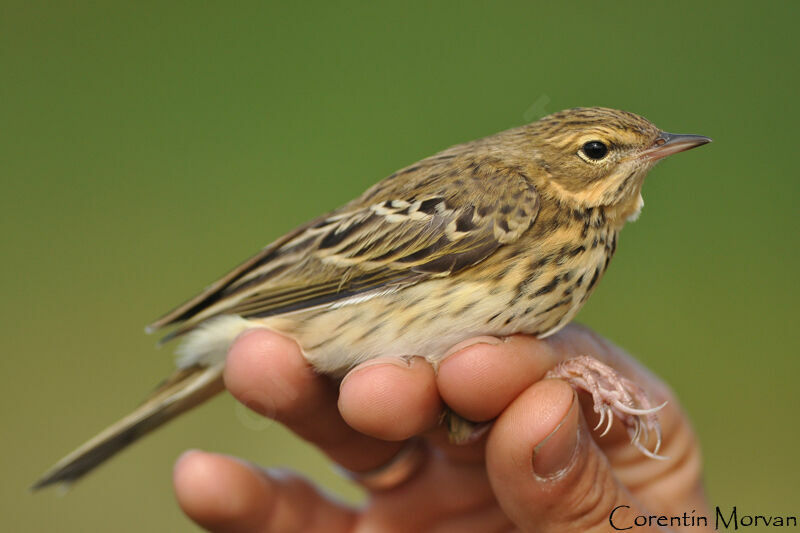 Pipit des arbres