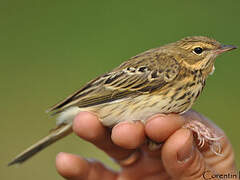 Pipit des arbres