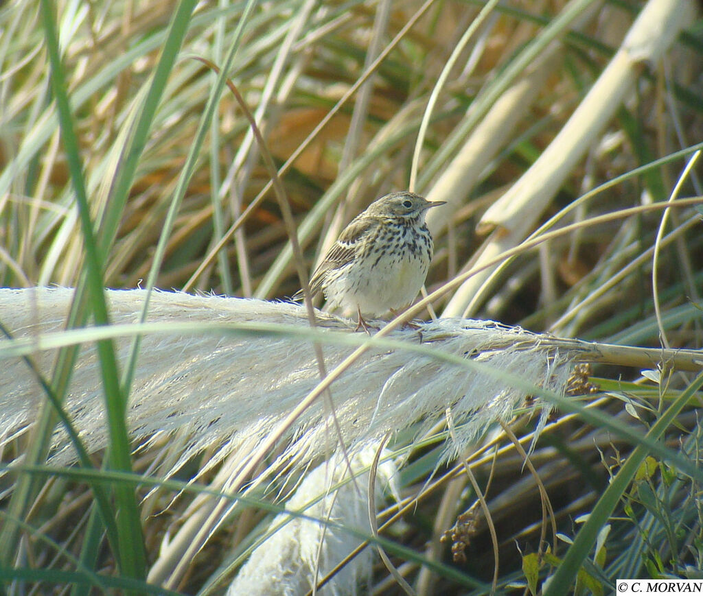 Meadow Pipit