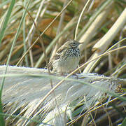 Pipit farlouse