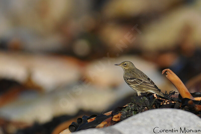 Eurasian Rock Pipit