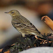 Eurasian Rock Pipit