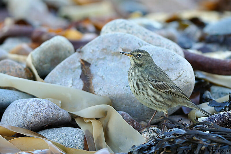 Eurasian Rock Pipit