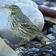 European Rock Pipit