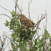 Pipit rousseline