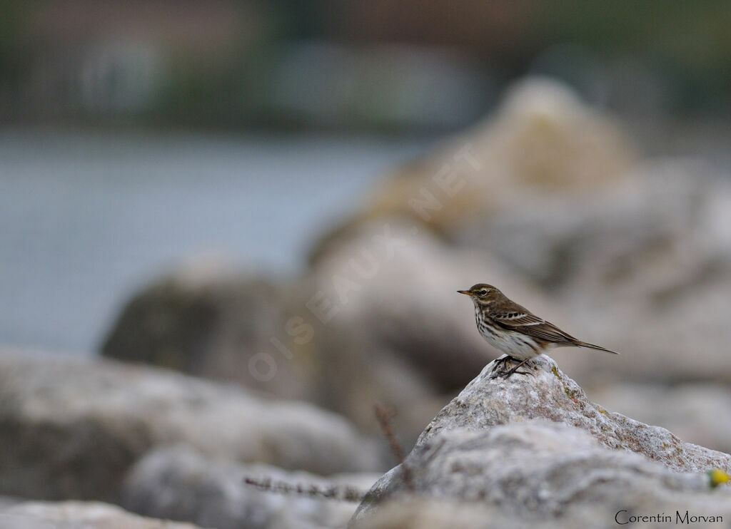 Water PipitFirst year, identification