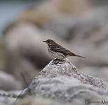 Pipit spioncelle