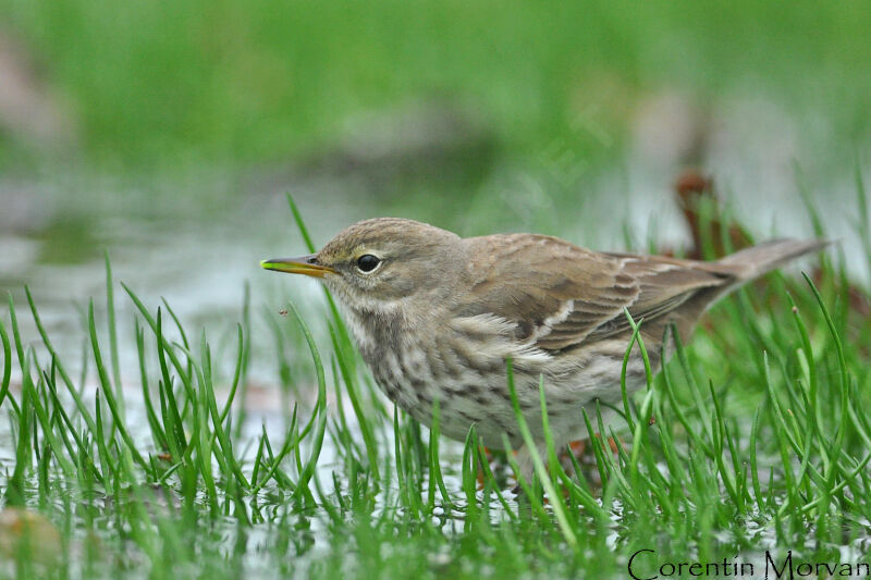 Water Pipit