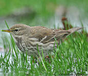 Pipit spioncelle