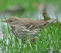 Pipit spioncelle