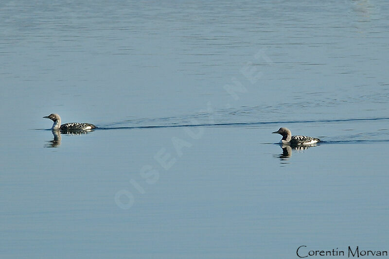 Plongeon arctique