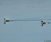 Plongeon arctique