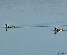 Black-throated Loon