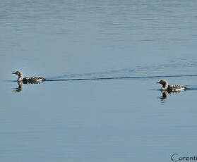 Plongeon arctique