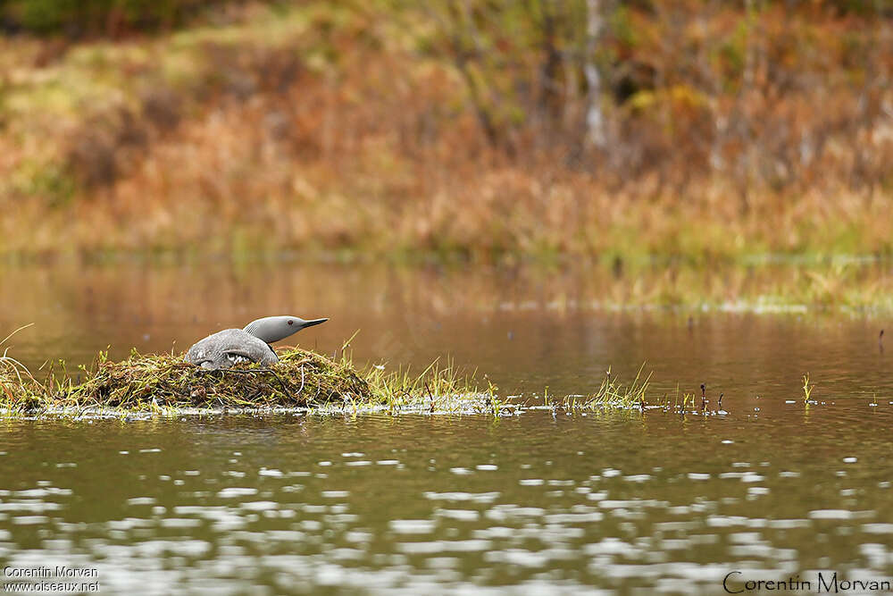 Red-throated Loonadult breeding, habitat, Reproduction-nesting