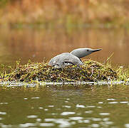 Red-throated Loon