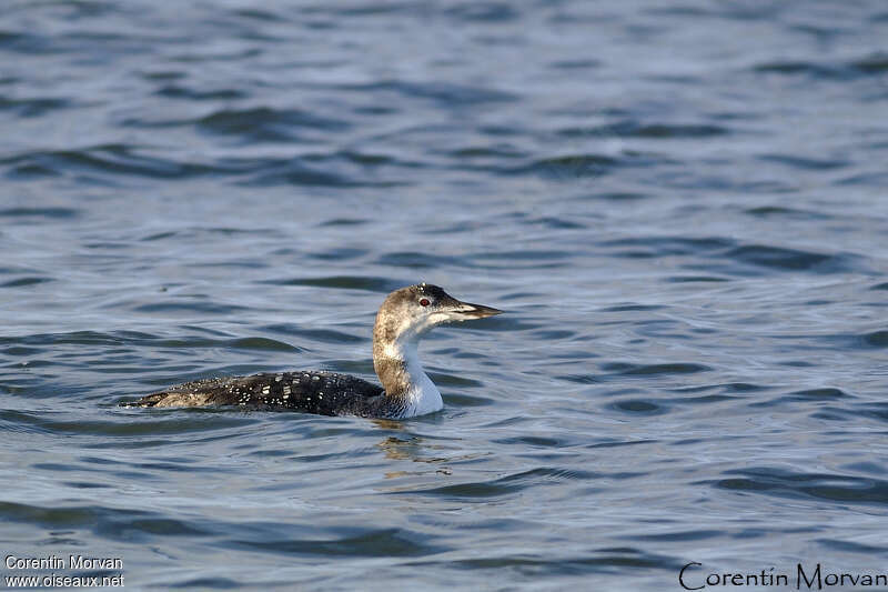 Common Loonadult transition, identification