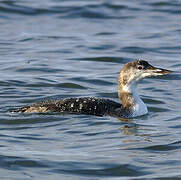 Common Loon