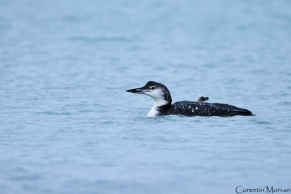 Plongeon imbrin