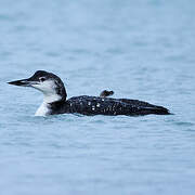 Common Loon