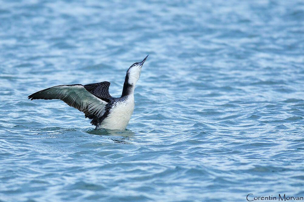 Plongeon imbrin