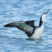 Common Loon