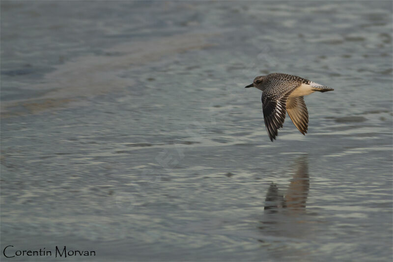 Grey Plover