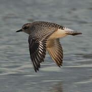 Grey Plover