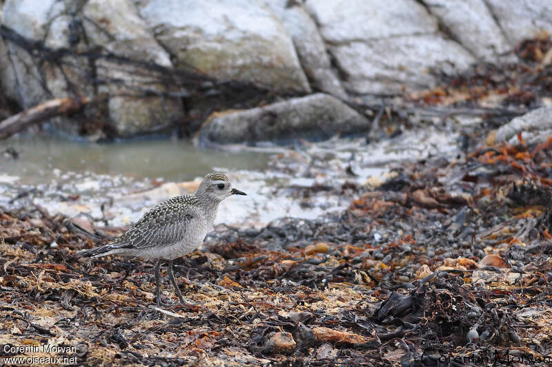 Pluvier bronzé1ère année, habitat, pigmentation