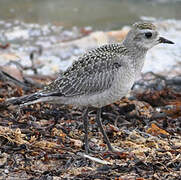 American Golden Plover