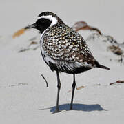 Pacific Golden Plover