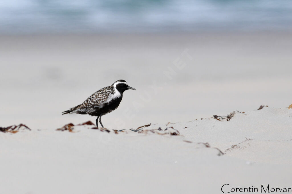 Pacific Golden Plover