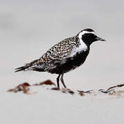 Pacific Golden Plover