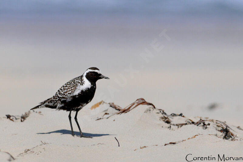 Pacific Golden Plover