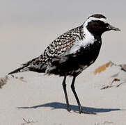 Pacific Golden Plover