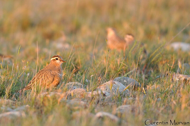 Eurasian Dotterel