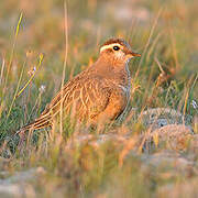 Eurasian Dotterel