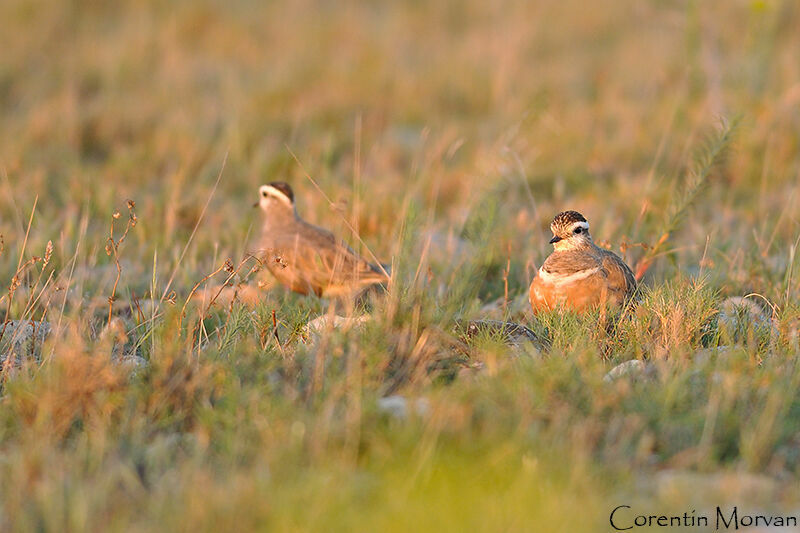 Eurasian Dotterel